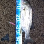 Waterproof Foldable Fish Measuring Ruler – Compact, Durable Tape Sticker for Freshwater & Saltwater photo review