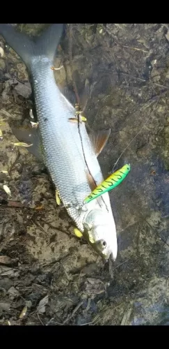 BEARKING hot model 70mm 5.2g professional quality magent weight fishing lures minnow crank Artificial Bait Tackle photo review