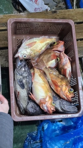 Luminous Squid Jig – Sinking EGI Octopus/Wood Shrimp Bait for Night Sea Fishing photo review