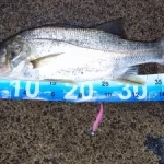 Waterproof Foldable Fish Measuring Ruler – Compact, Durable Tape Sticker for Freshwater & Saltwater photo review
