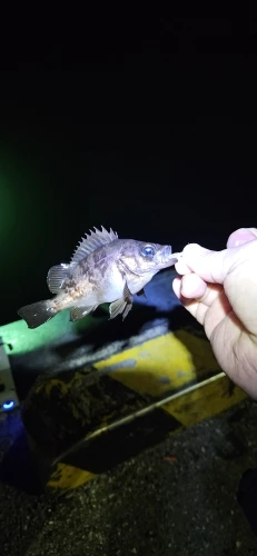 50pcs Jig Head Fishing Hook Set – Barbed Hooks (0.4g–2g) for Freshwater & Saltwater Lures photo review