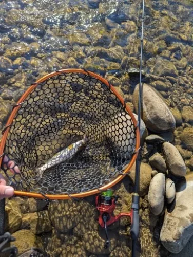Ultralight Aluminum Fishing Net with Silicone Mesh photo review